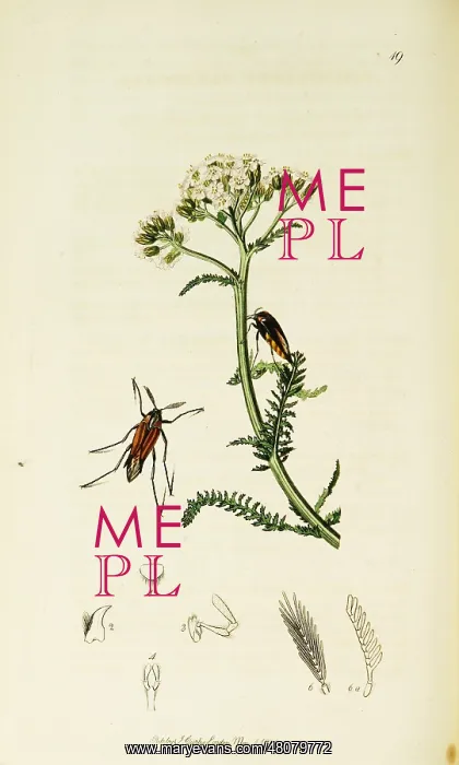 : Curtis British Entomology Plate 19 : Curtis British Entomology Plate 19