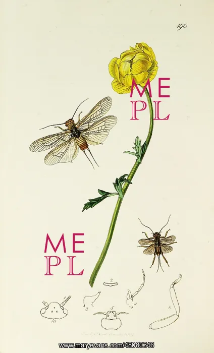 : Curtis British Entomology Plate 190 : Curtis British Entomology Plate 190