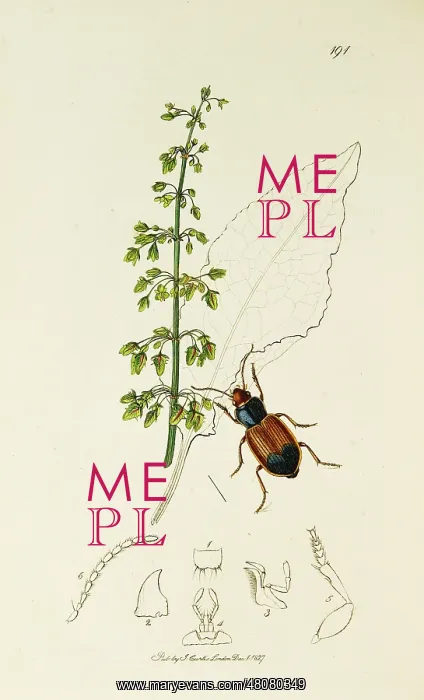  : Curtis British Entomology Plate 191