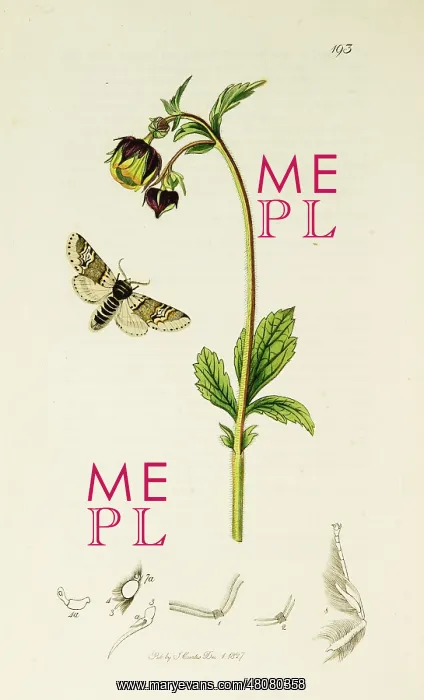 : Curtis British Entomology Plate 193 : Curtis British Entomology Plate 193