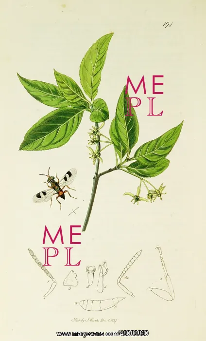 : Curtis British Entomology Plate 194 : Curtis British Entomology Plate 194