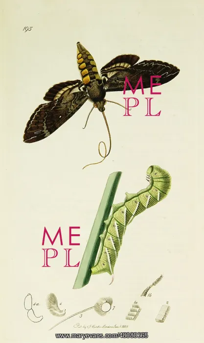 : Curtis British Entomology Plate 195 : Curtis British Entomology Plate 195