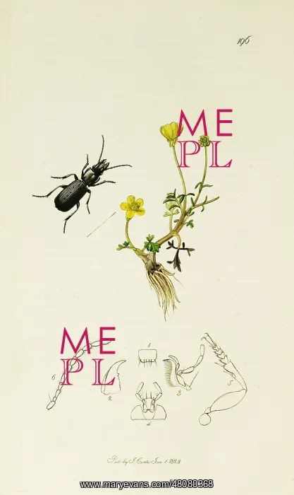 : Curtis British Entomology Plate 196 : Curtis British Entomology Plate 196