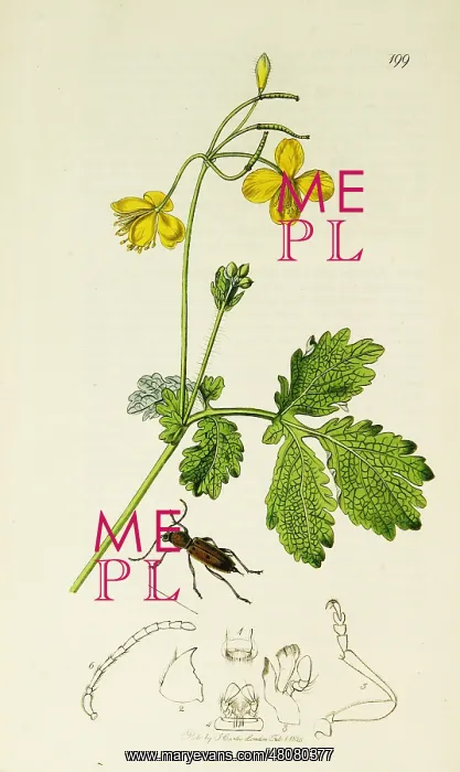 : Curtis British Entomology Plate 199 : Curtis British Entomology Plate 199