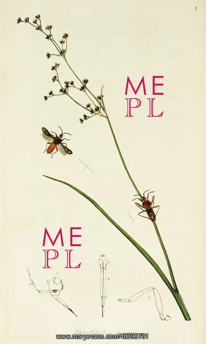 : Curtis British Entomology Plate 2 : Curtis British Entomology Plate 2