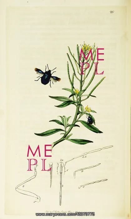 : Curtis British Entomology Plate 20 : Curtis British Entomology Plate 20