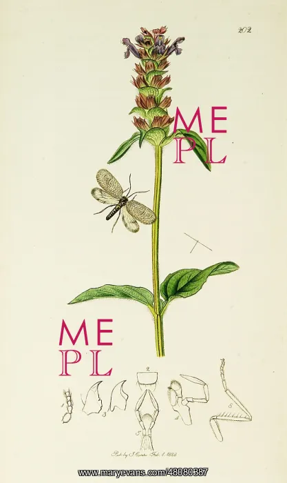 : Curtis British Entomology Plate 202 : Curtis British Entomology Plate 202