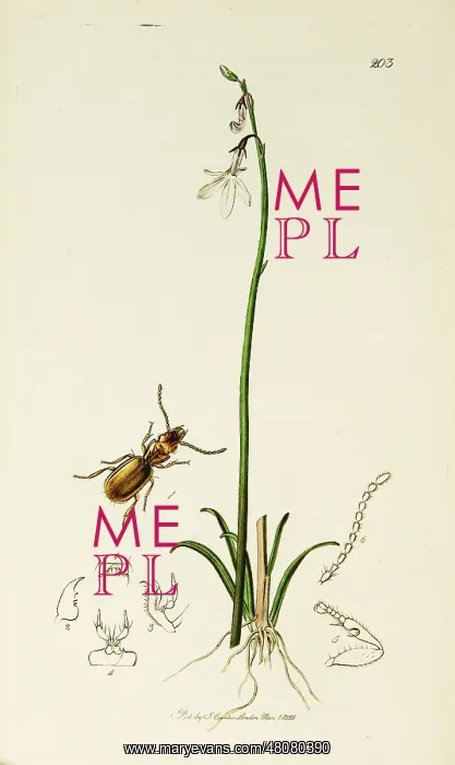 : Curtis British Entomology Plate 203 : Curtis British Entomology Plate 203