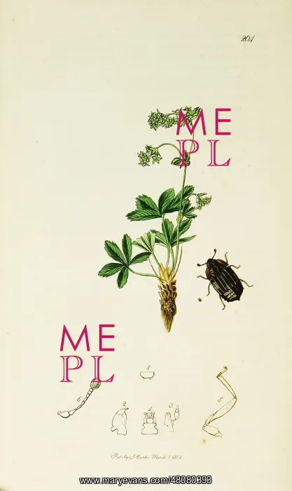  : Curtis British Entomology Plate 204