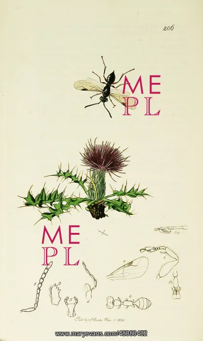  : Curtis British Entomology Plate 206