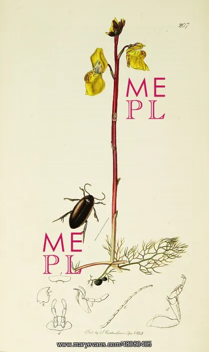 : Curtis British Entomology Plate 207 : Curtis British Entomology Plate 207