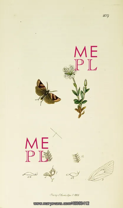  : Curtis British Entomology Plate 209