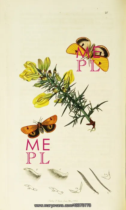: Curtis British Entomology Plate 21 : Curtis British Entomology Plate 21
