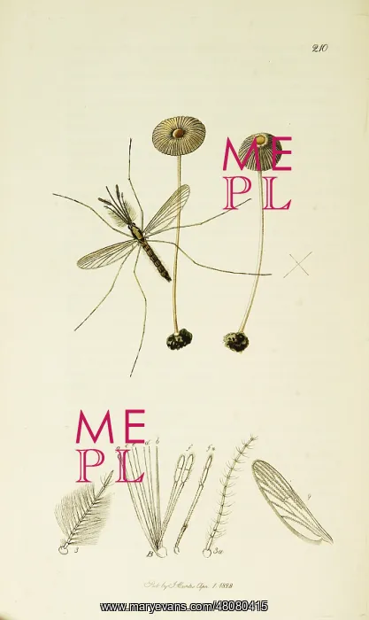 : Curtis British Entomology Plate 210 : Curtis British Entomology Plate 210