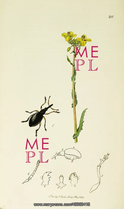 : Curtis British Entomology Plate 211 : Curtis British Entomology Plate 211