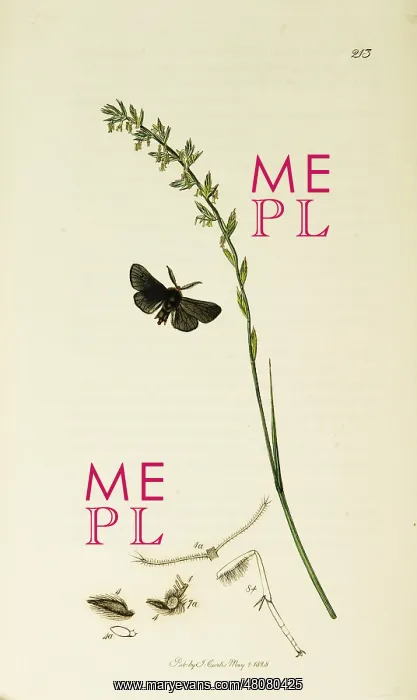 : Curtis British Entomology Plate 213 : Curtis British Entomology Plate 213