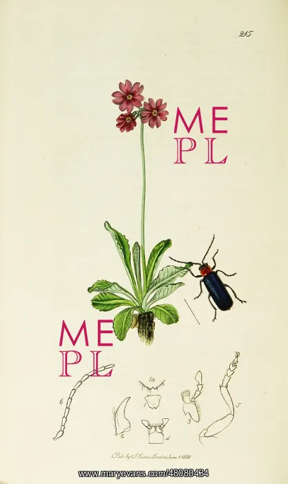 : Curtis British Entomology Plate 215 : Curtis British Entomology Plate 215