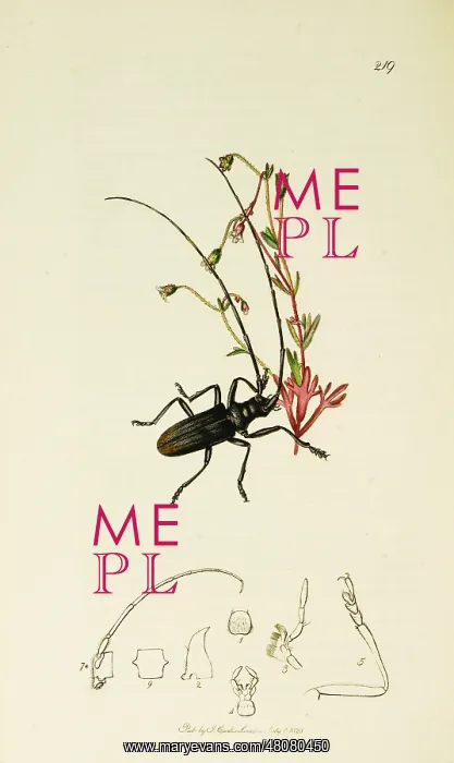 : Curtis British Entomology Plate 219 : Curtis British Entomology Plate 219