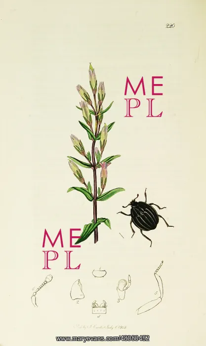 : Curtis British Entomology Plate 220 : Curtis British Entomology Plate 220