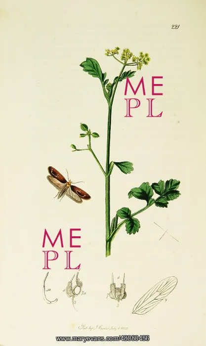 : Curtis British Entomology Plate 221 : Curtis British Entomology Plate 221
