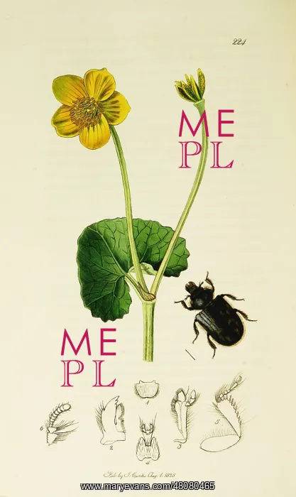 : Curtis British Entomology Plate 224 : Curtis British Entomology Plate 224
