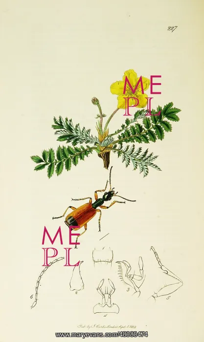: Curtis British Entomology Plate 227 : Curtis British Entomology Plate 227
