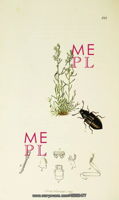 : Curtis British Entomology Plate 228 : Curtis British Entomology Plate 228