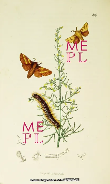 : Curtis British Entomology Plate 229 : Curtis British Entomology Plate 229