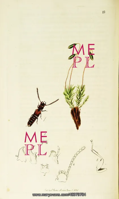 : Curtis British Entomology Plate 23 : Curtis British Entomology Plate 23