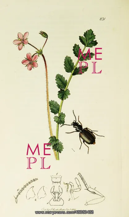 : Curtis British Entomology Plate 231 : Curtis British Entomology Plate 231