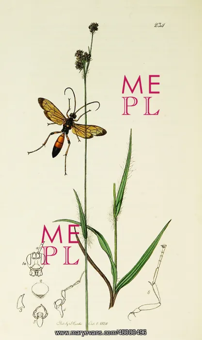 : Curtis British Entomology Plate 234 : Curtis British Entomology Plate 234