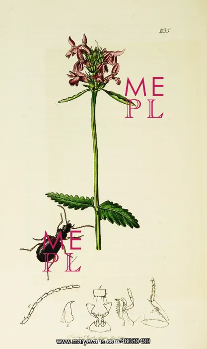 : Curtis British Entomology Plate 235 : Curtis British Entomology Plate 235