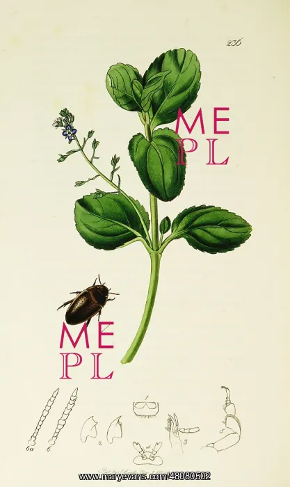 : Curtis British Entomology Plate 236 : Curtis British Entomology Plate 236