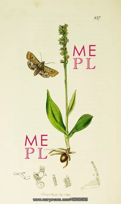 : Curtis British Entomology Plate 237 : Curtis British Entomology Plate 237