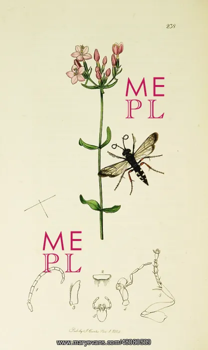 : Curtis British Entomology Plate 238 : Curtis British Entomology Plate 238