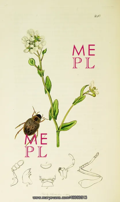 : Curtis British Entomology Plate 240 : Curtis British Entomology Plate 240