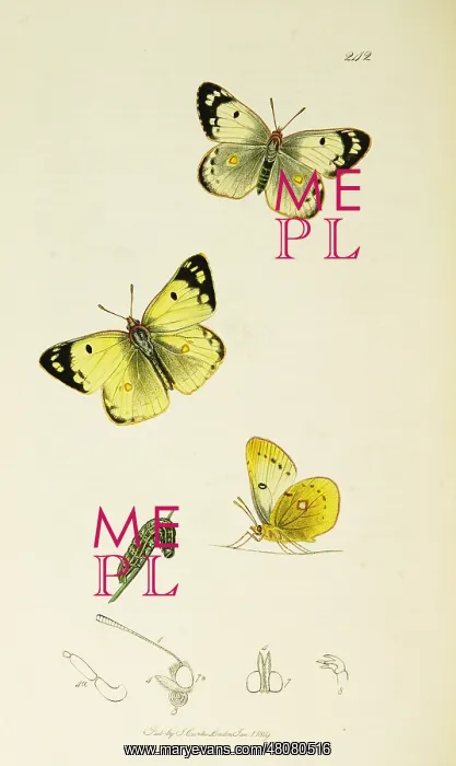 : Curtis British Entomology Plate 242 : Curtis British Entomology Plate 242