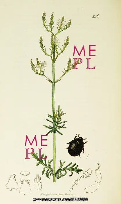 : Curtis British Entomology Plate 246 : Curtis British Entomology Plate 246