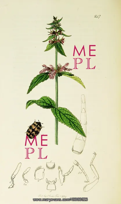 : Curtis British Entomology Plate 247 : Curtis British Entomology Plate 247