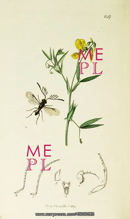 : Curtis British Entomology Plate 249 : Curtis British Entomology Plate 249