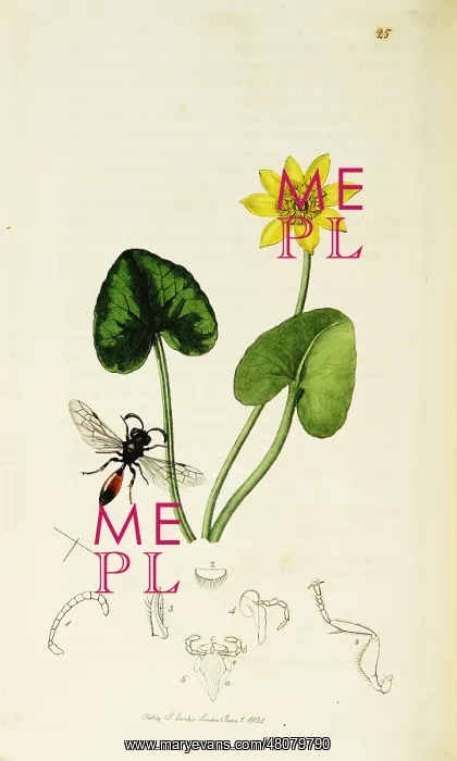 : Curtis British Entomology Plate 25 : Curtis British Entomology Plate 25