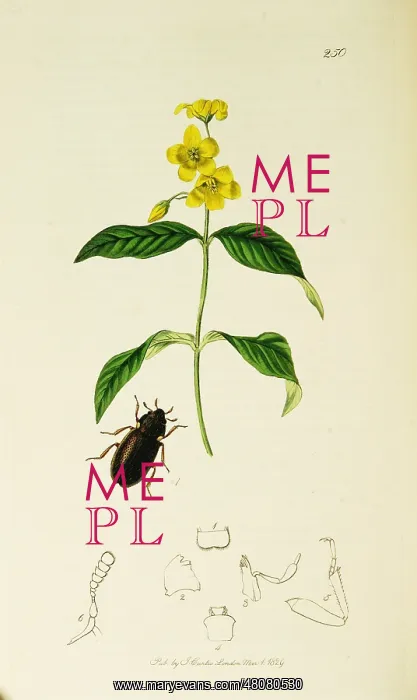 : Curtis British Entomology Plate 250 : Curtis British Entomology Plate 250