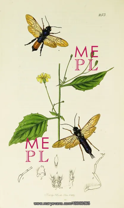  : Curtis British Entomology Plate 253