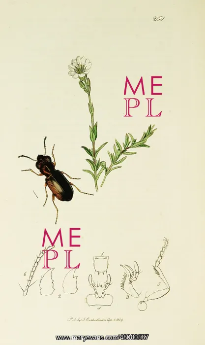  : Curtis British Entomology Plate 254