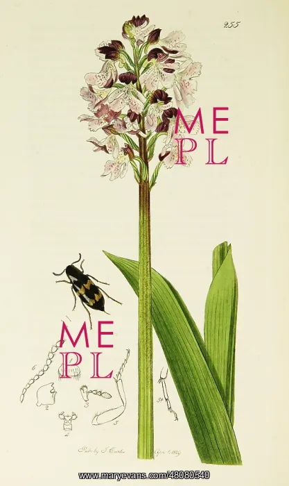: Curtis British Entomology Plate 255 : Curtis British Entomology Plate 255