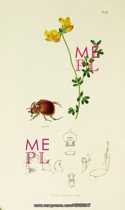 : Curtis British Entomology Plate 259 : Curtis British Entomology Plate 259