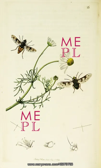 : Curtis British Entomology Plate 26 : Curtis British Entomology Plate 26