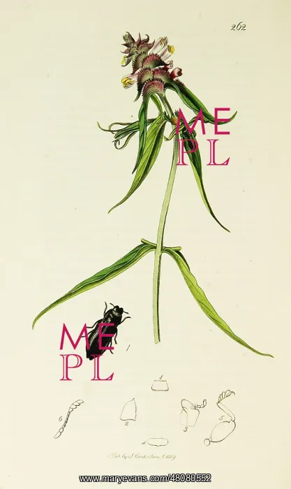 : Curtis British Entomology Plate 262 : Curtis British Entomology Plate 262