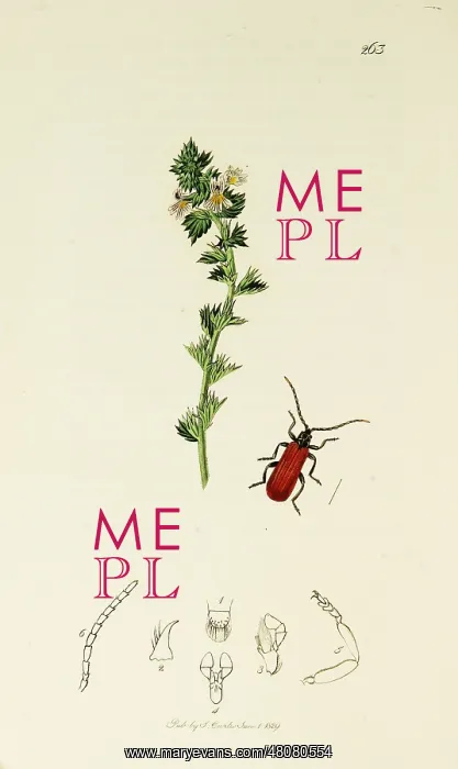 : Curtis British Entomology Plate 263 : Curtis British Entomology Plate 263