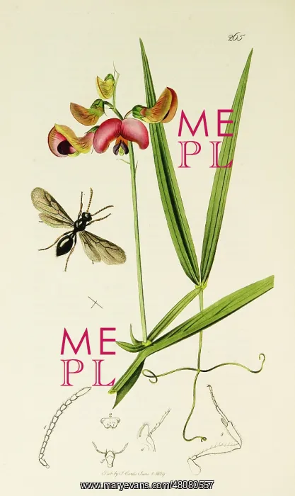  : Curtis British Entomology Plate 265
